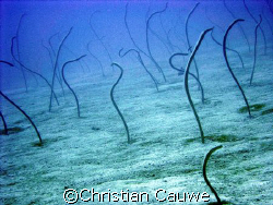 eel garden, dahab by Christian Cauwe 